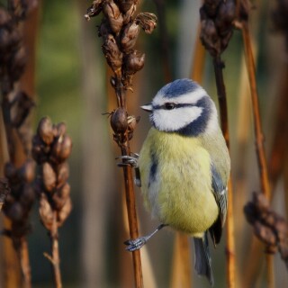 birds1_0744