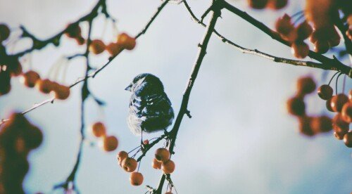 birds1 0752