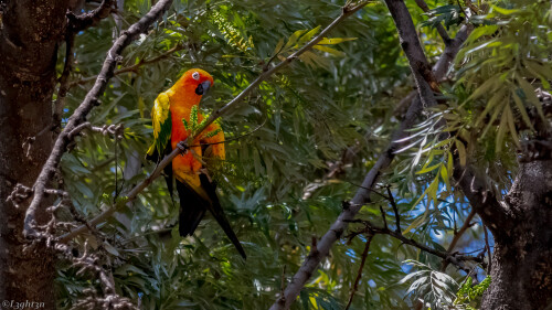 birds1 0769