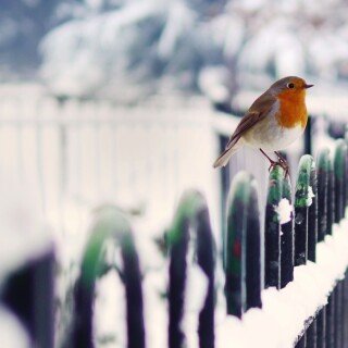 birds1_0773