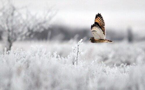 birds1 0787
