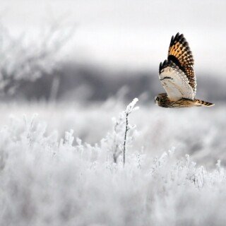 birds1_0787