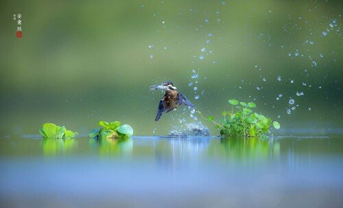 birds1 0803