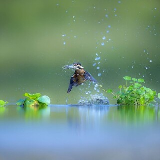 birds1_0803
