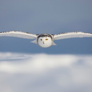 birds1_0819