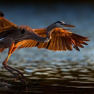 birds1_0823