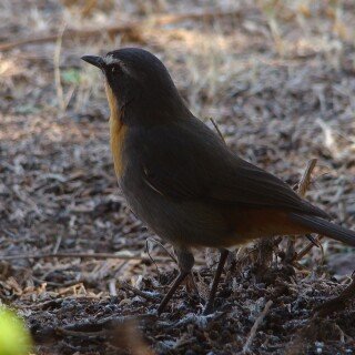 birds1_0845