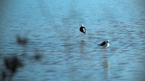 birds1_0869.jpg