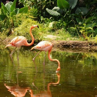 birds1_0877