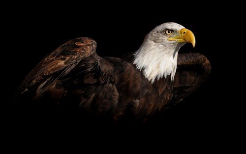birds1 0896