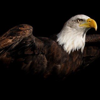 birds1_0896