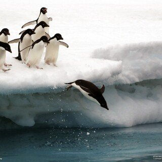 birds1_0899
