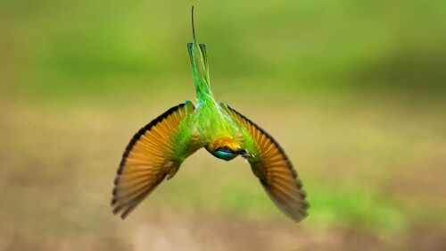birds1 0903