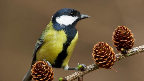 birds1 0923