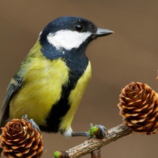 birds1_0923