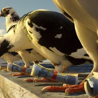 birds1_0924