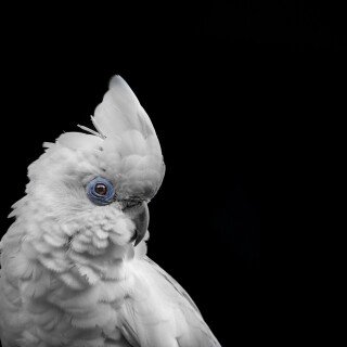 birds1_0959