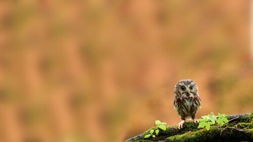 birds1_0963.jpg