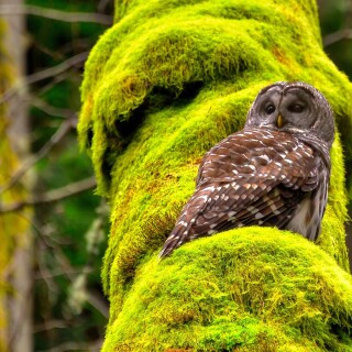 birds1_0969