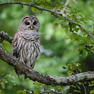birds1_0995
