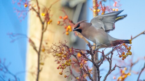 birds1 0998