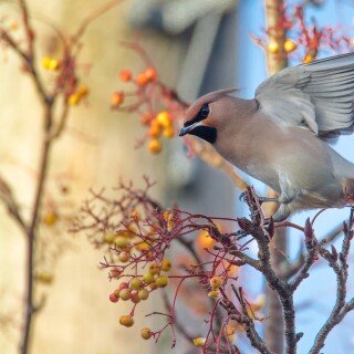 birds1_0998