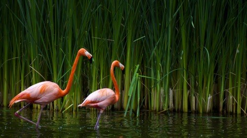 birds1_1007.jpg