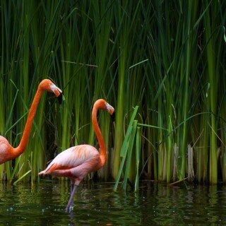 birds1_1007