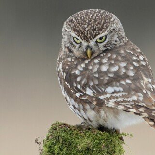 birds1_1017
