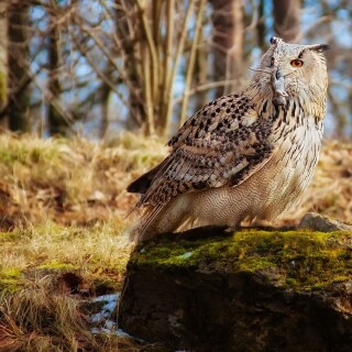 birds1_1045