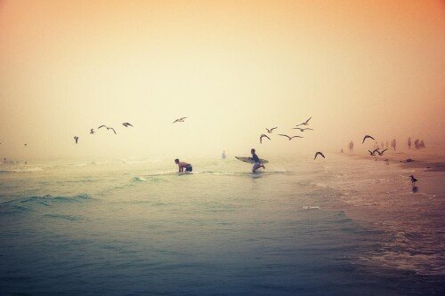 birds1 1052