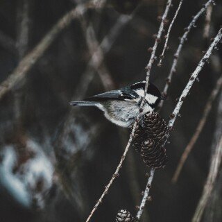 birds1_1055