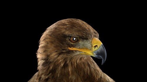 birds1 1062