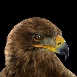 birds1_1062
