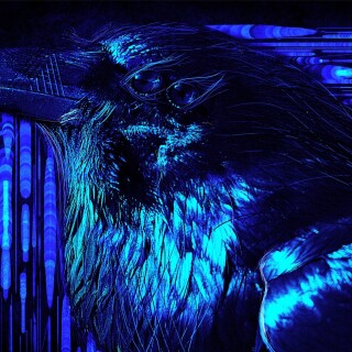 birds1_1075