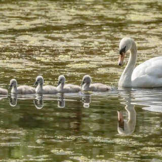 birds1_1086