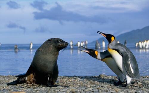 birds1_1091.jpg