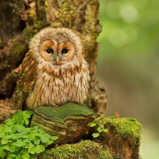 birds1_1095