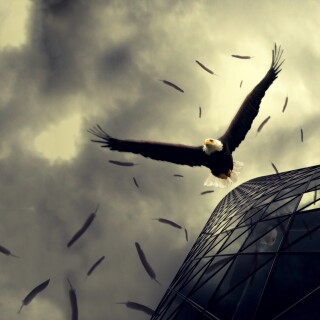 birds1_1096