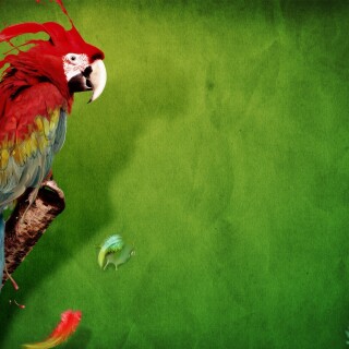 birds1_1100