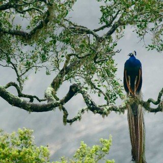 birds1_1108
