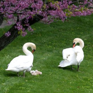 birds1_1111