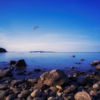 birds1_1113