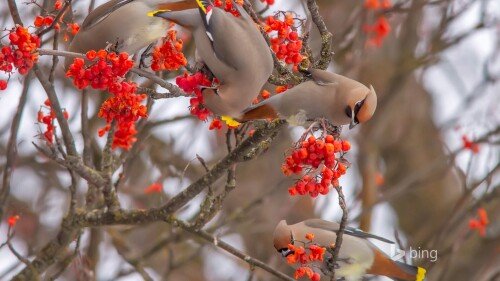 birds1 1117