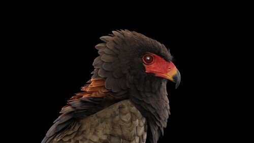 birds1 1119