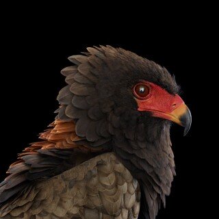 birds1_1119