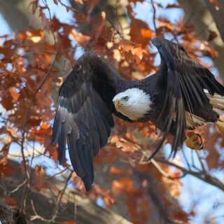 birds1_1120
