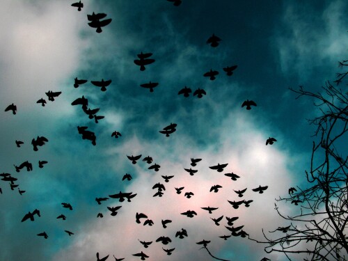 birds1_1170.jpg