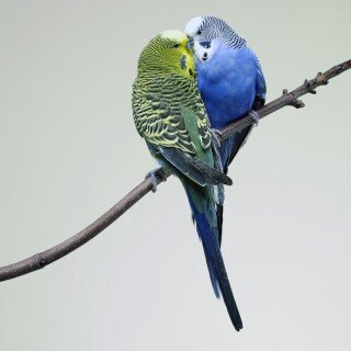 birds1_1180