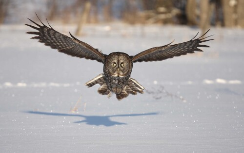 birds1 1182
